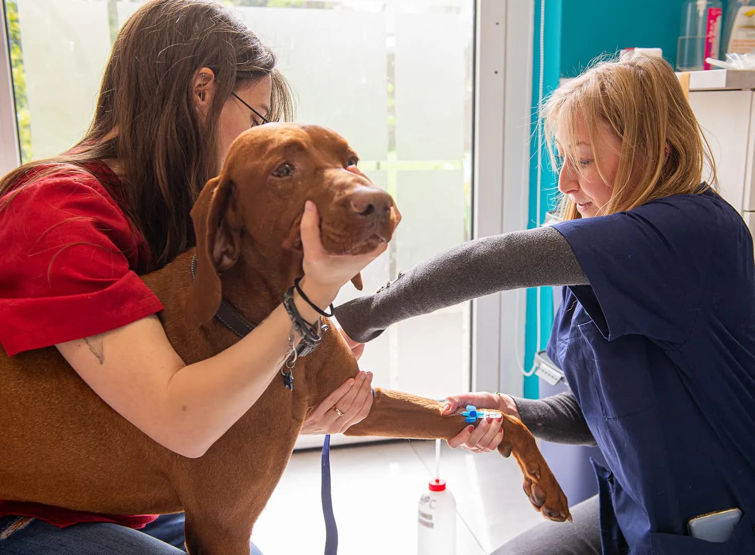 Veterinaire zorgassistent