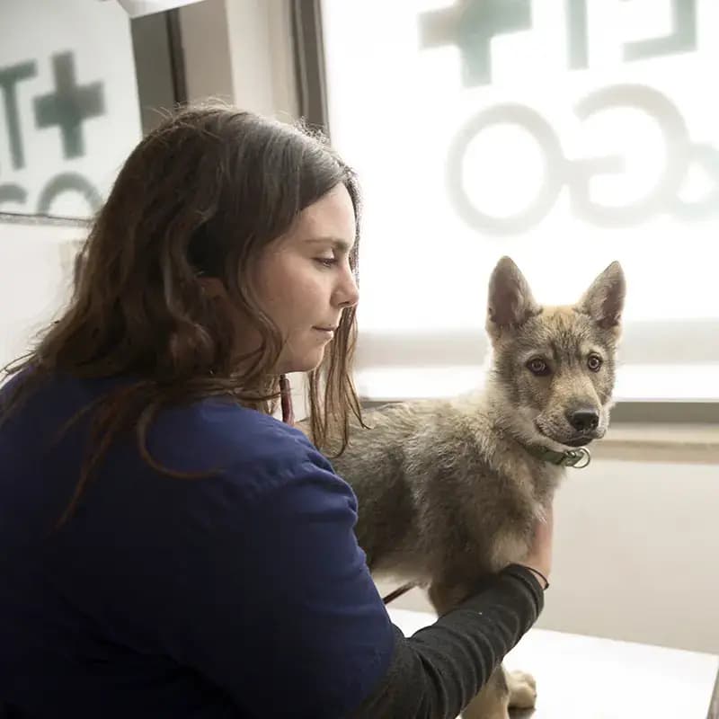 Vétérinaire examine un chien