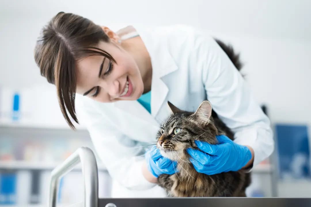 Dierenkliniek leuven