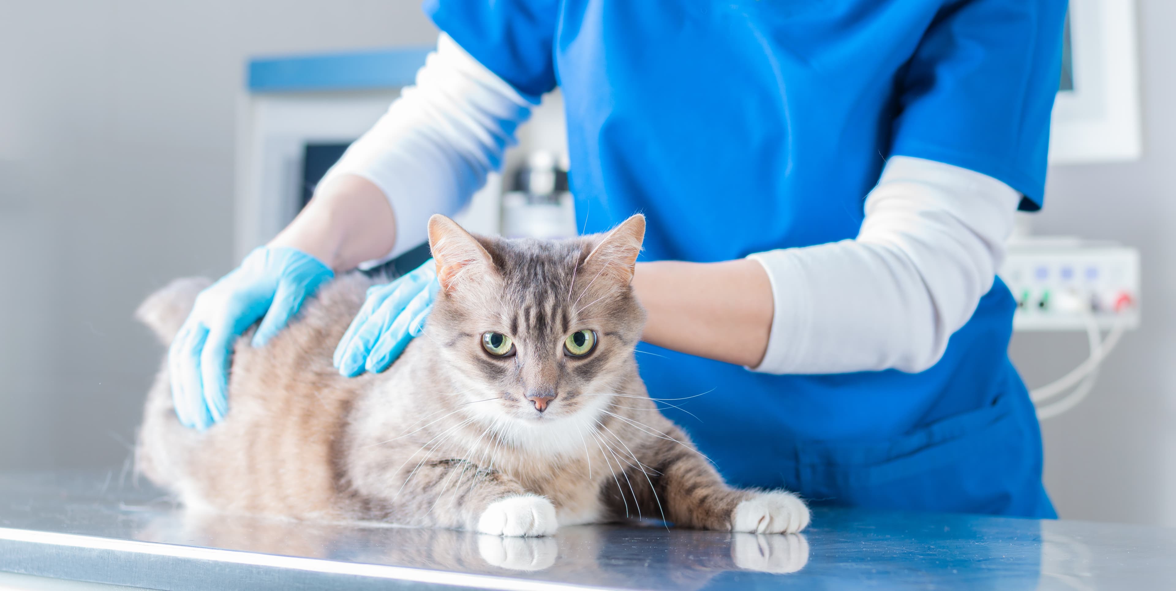 Vet emergency