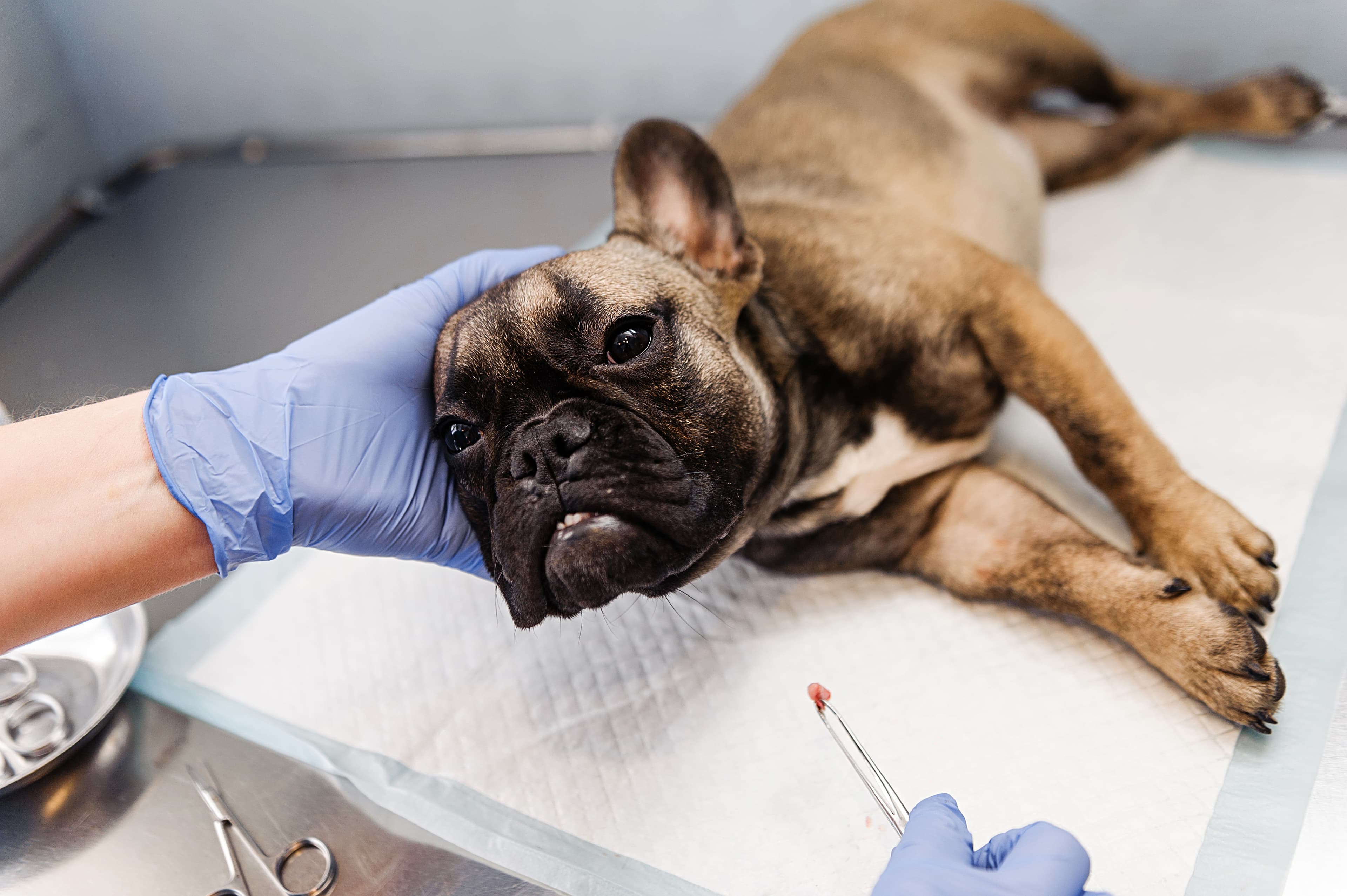 Vet emergency