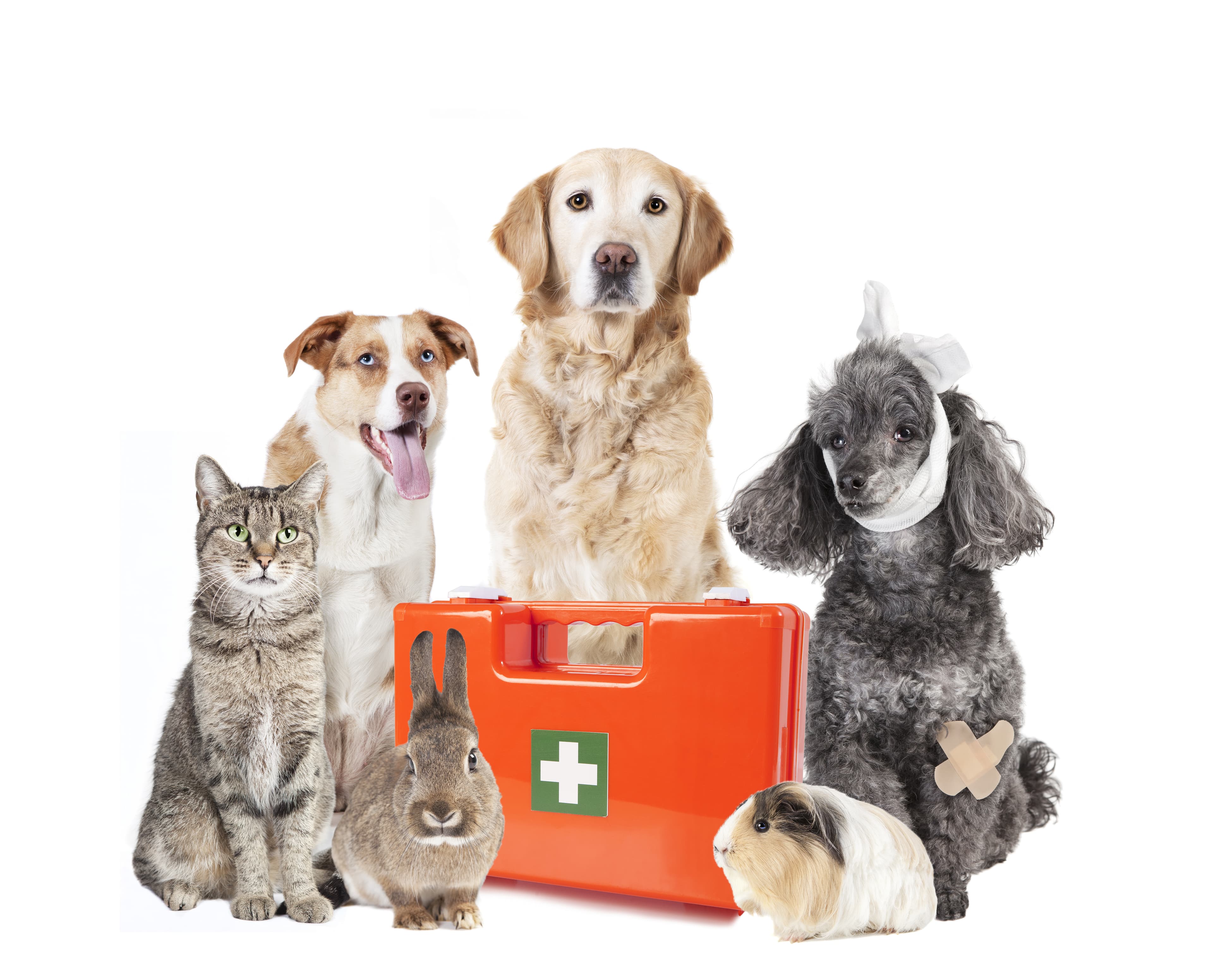 Vet emergency