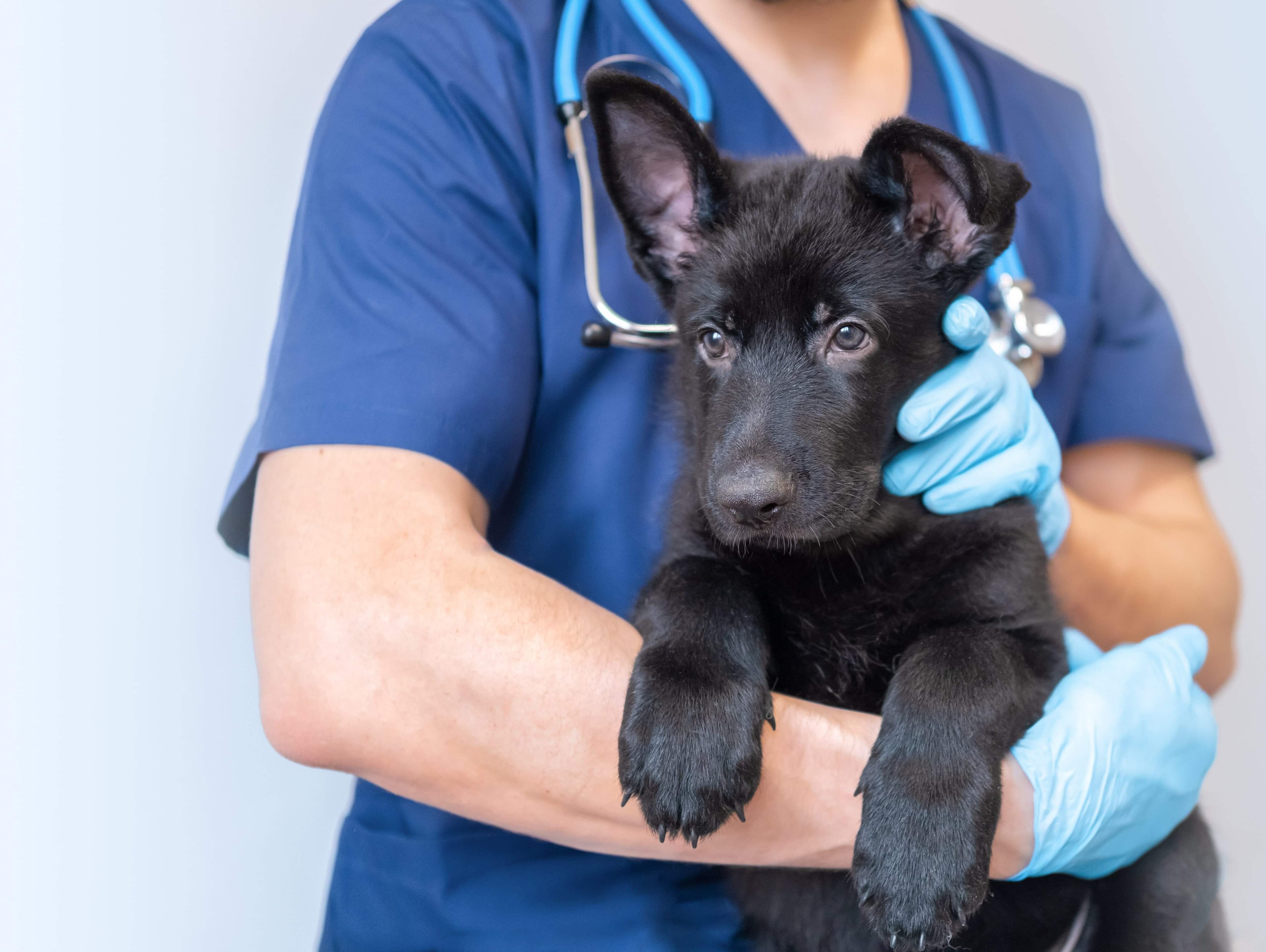 Veterinaire nivelles