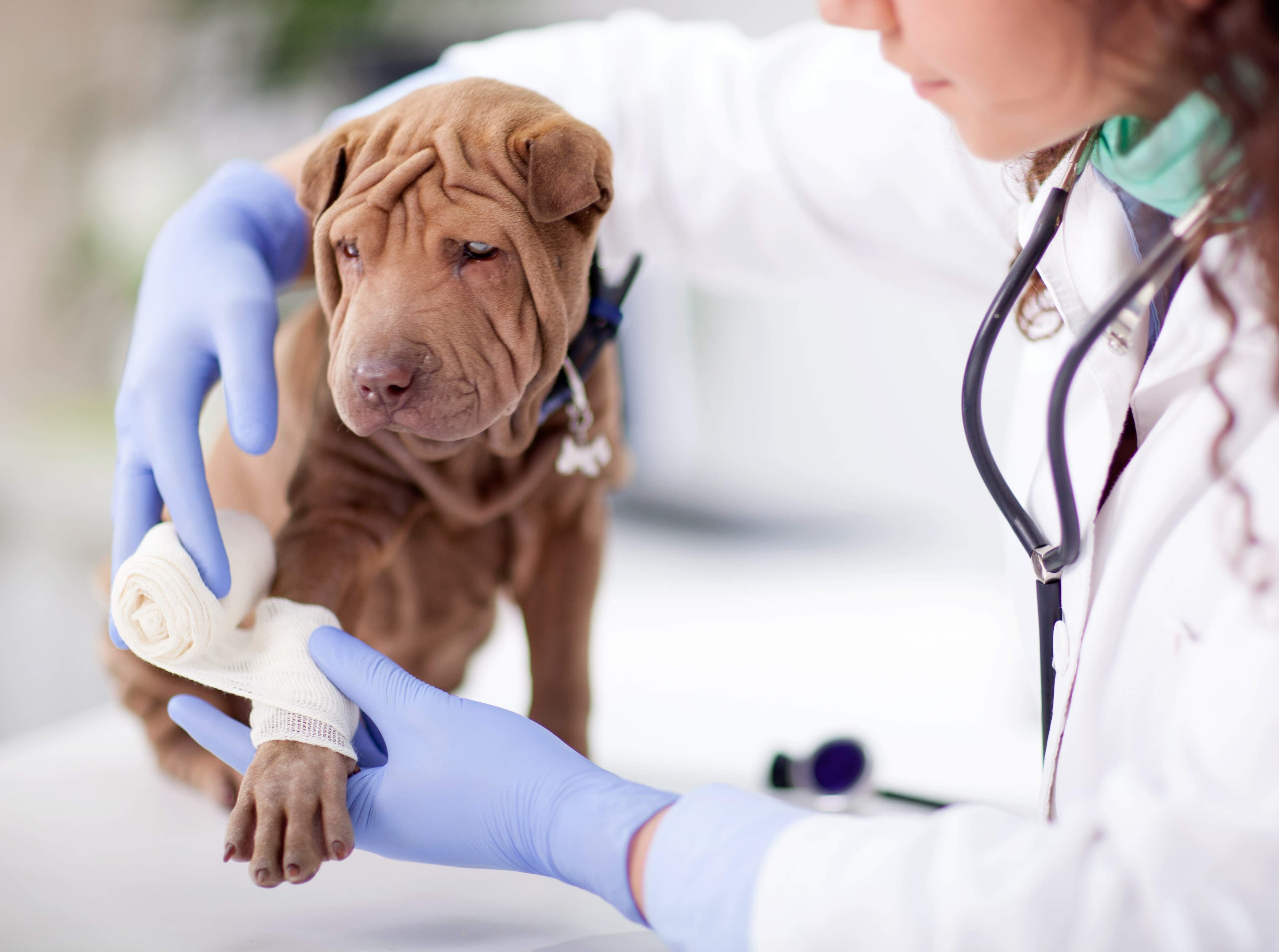 Veterinary emergency