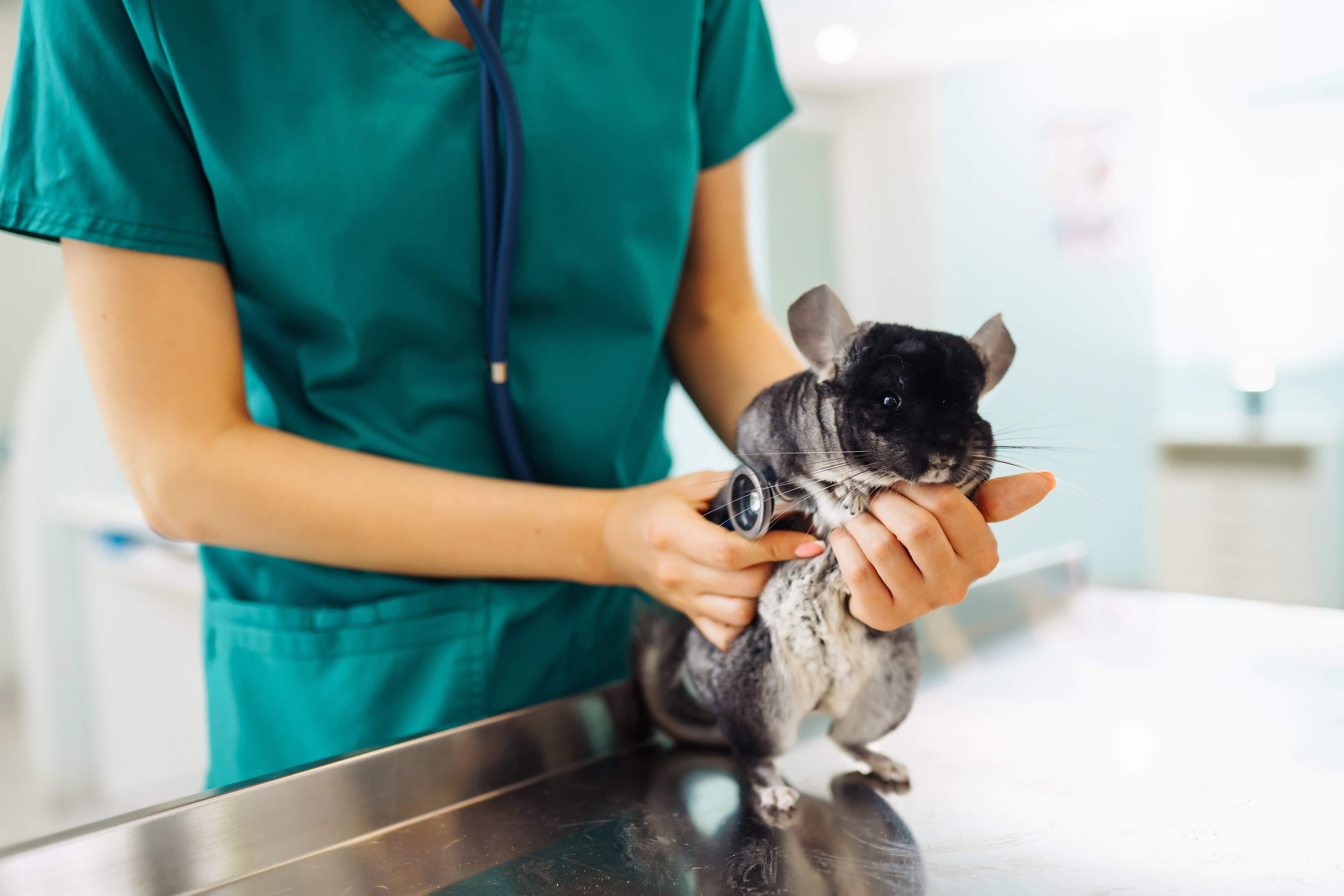 Clinique veterinaire namur