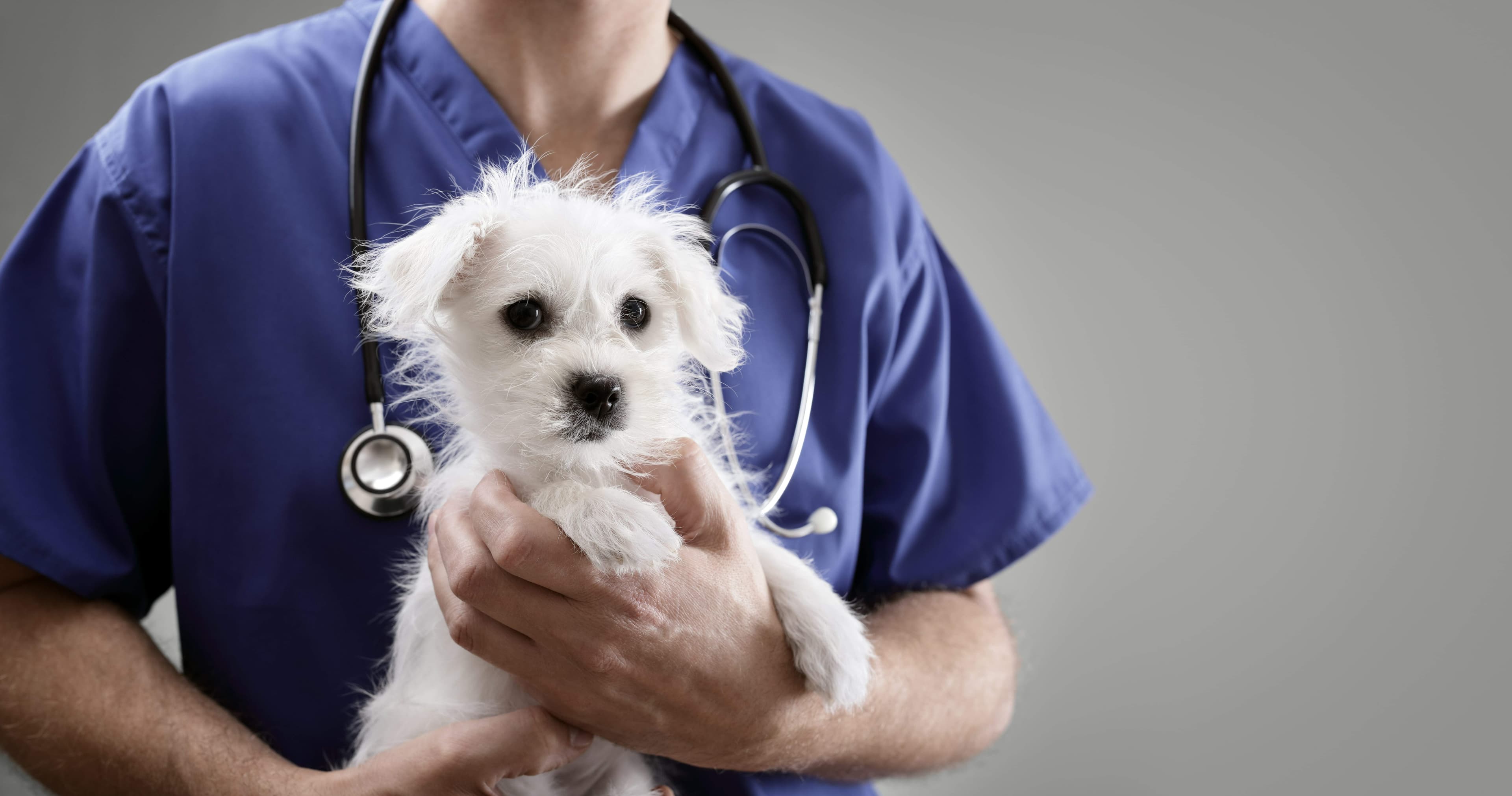 Urgence vétérinaire à Uccle