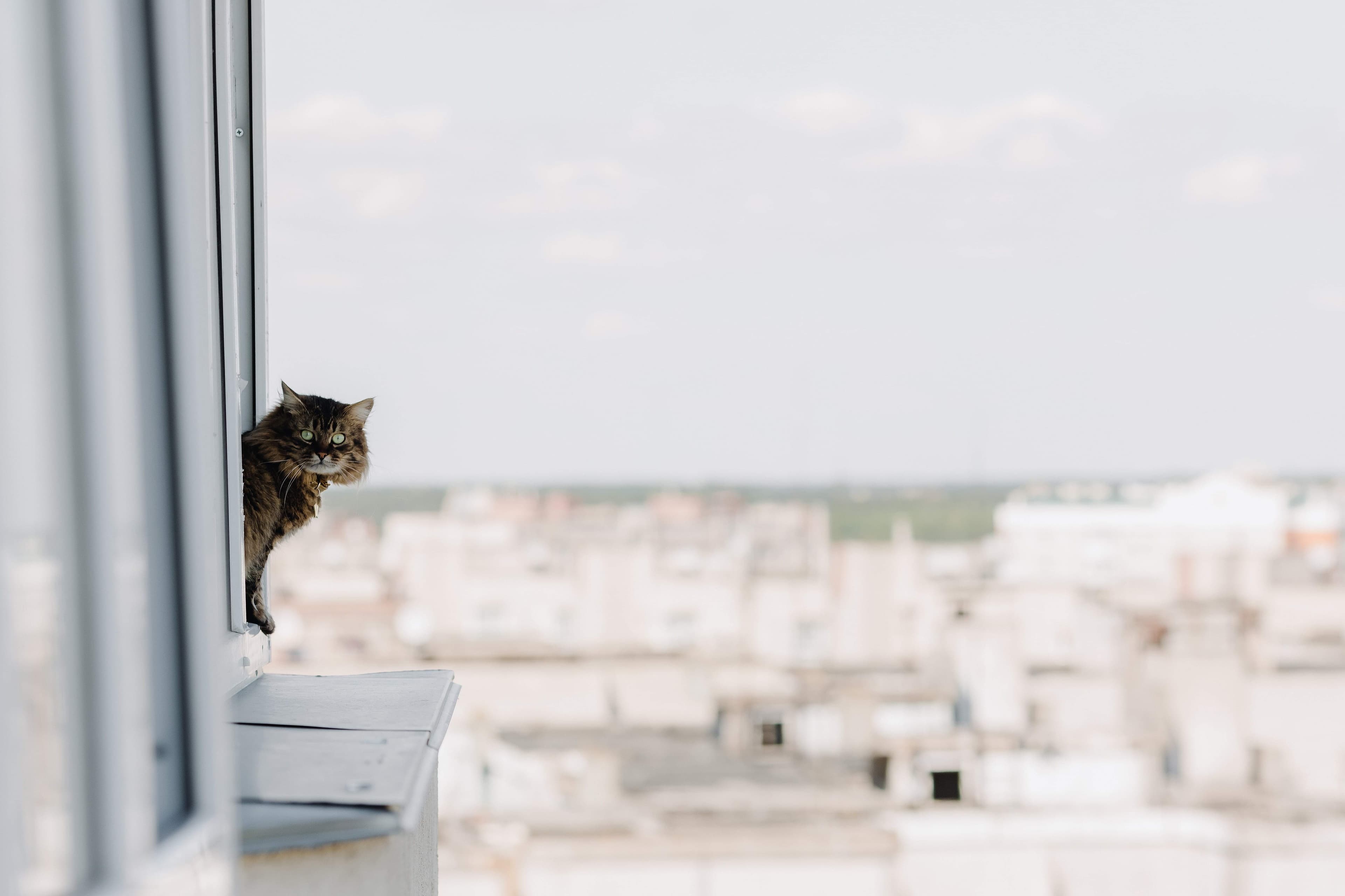 Veterinaire rixensart