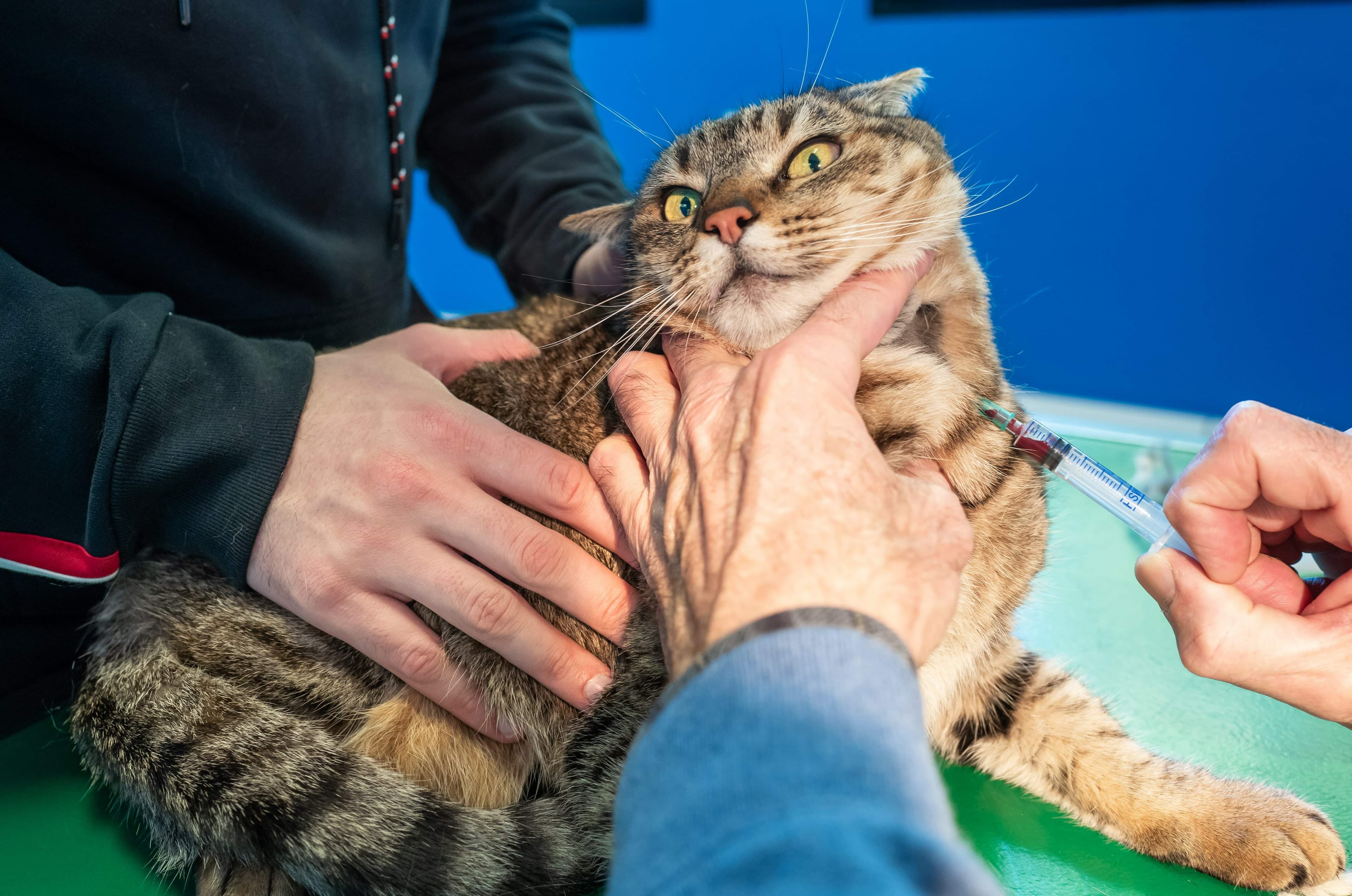Vétérinaire de garde Bruxelles