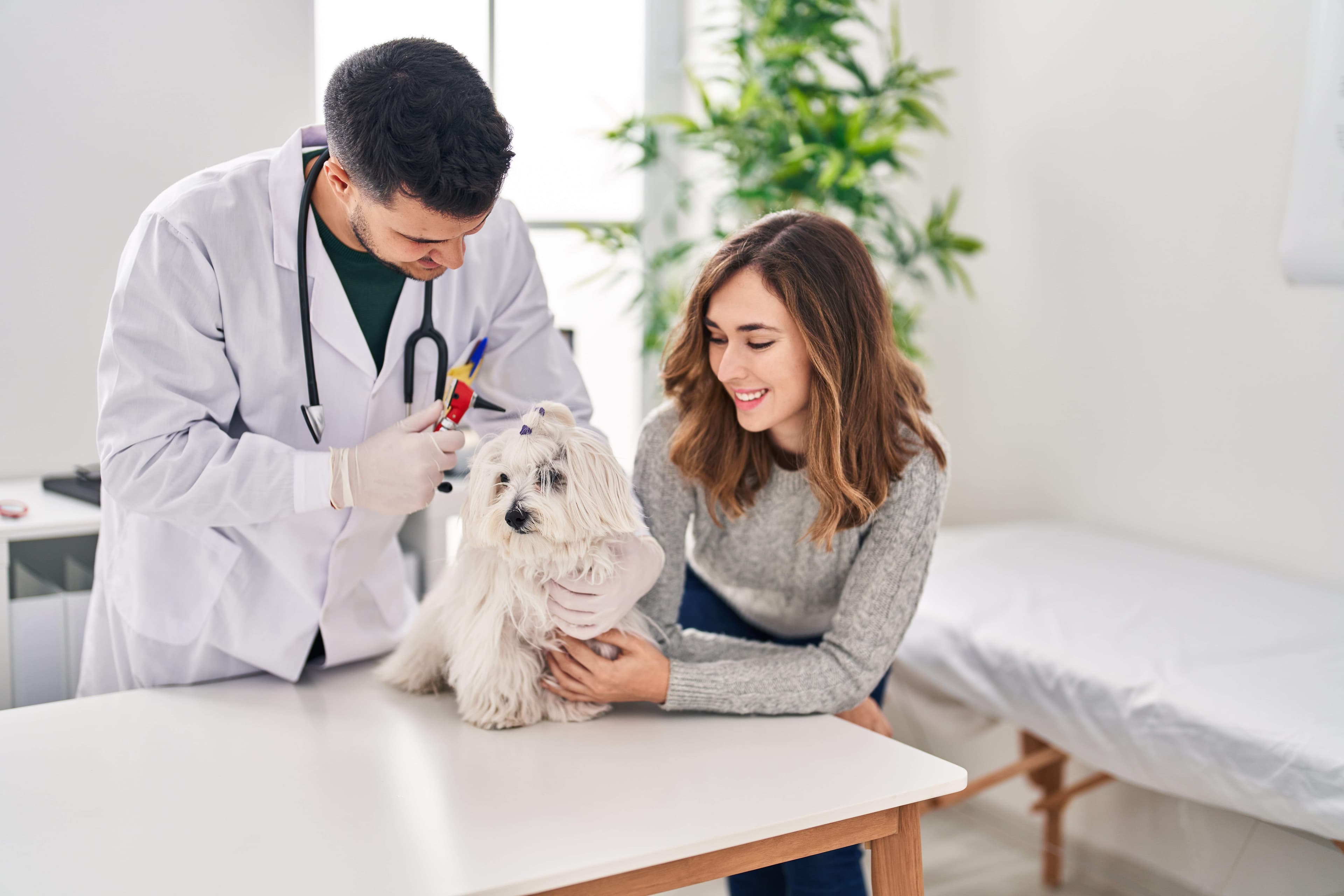 Vétérinaire waterloo